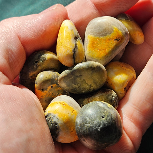 Bumblebee Jasper Tumbles