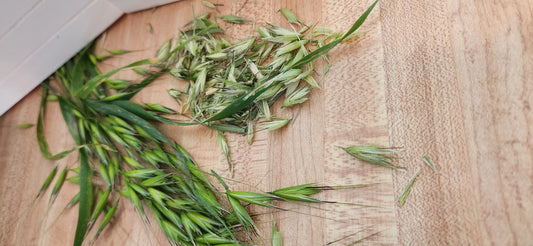 Herb - Milky Oats