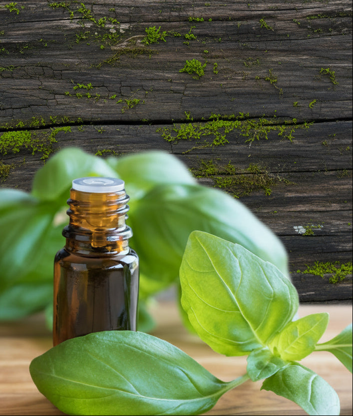 Basil Essential Oil 5ML