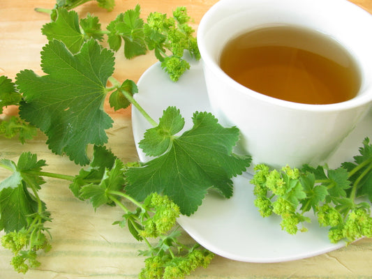 Herb - Lady's Mantle