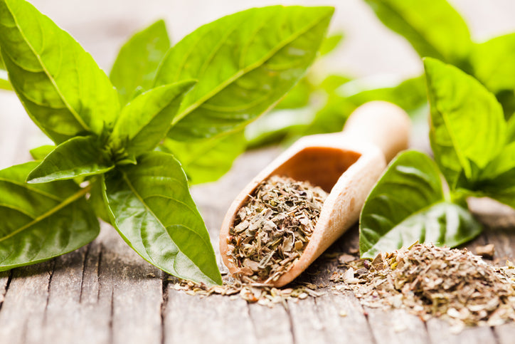 Herb - Basil