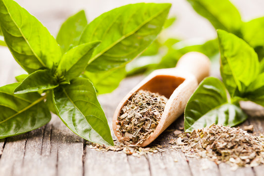 Herb - Basil