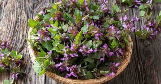 Herb - Deadnettle (Lamium)