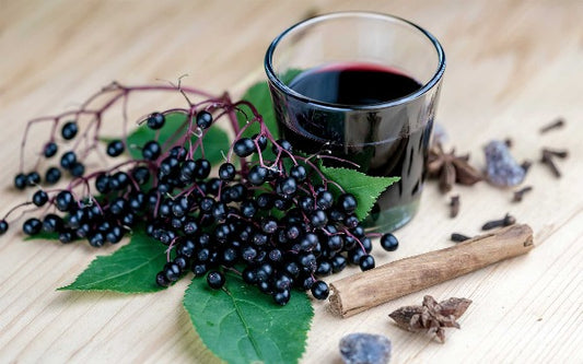 Herb - Elderberry
