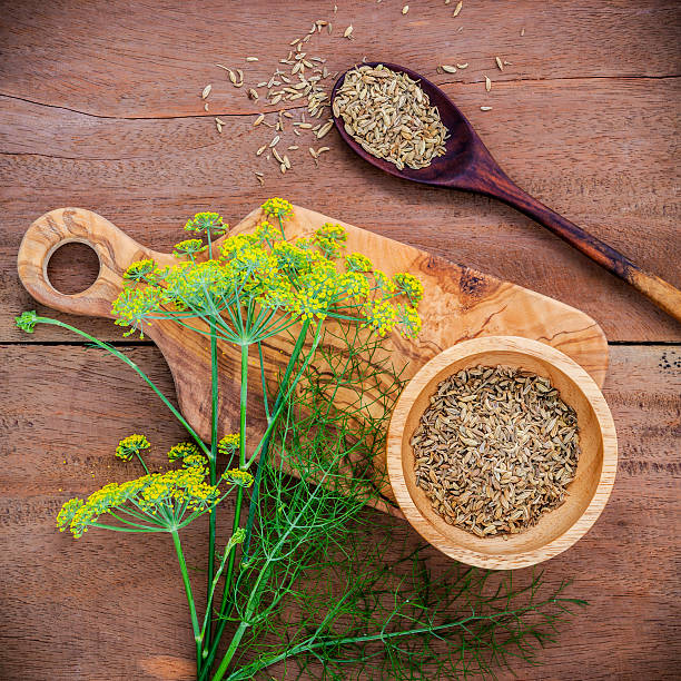 Herb - Fennel