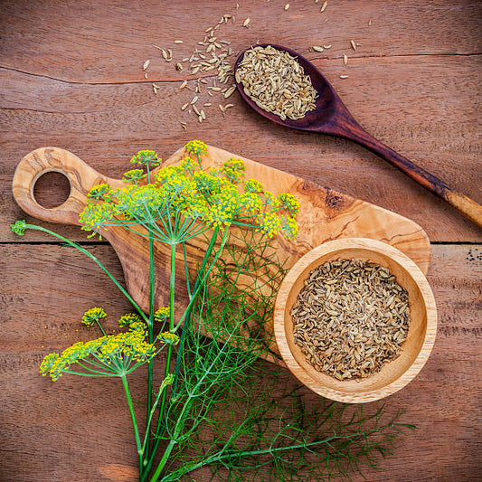 Herb - Fennel