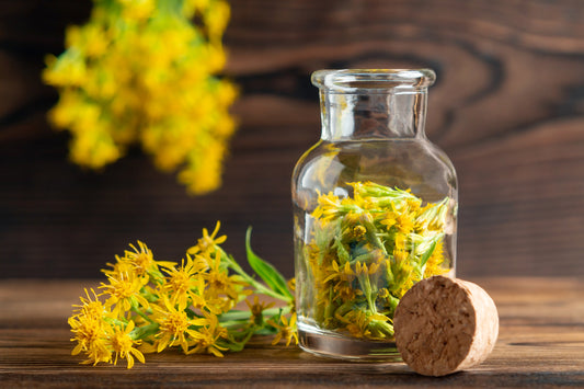 Herb - Goldenrod (Solidago)