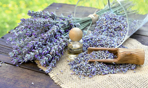 Herb - Lavender
