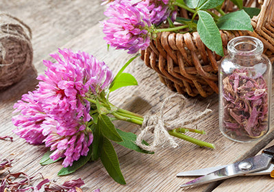 Herb - Red Clover
