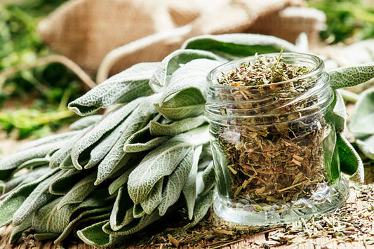 Herb - Garden Sage