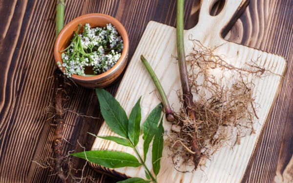 Herb - Valerian