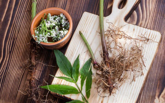 Herb - Valerian