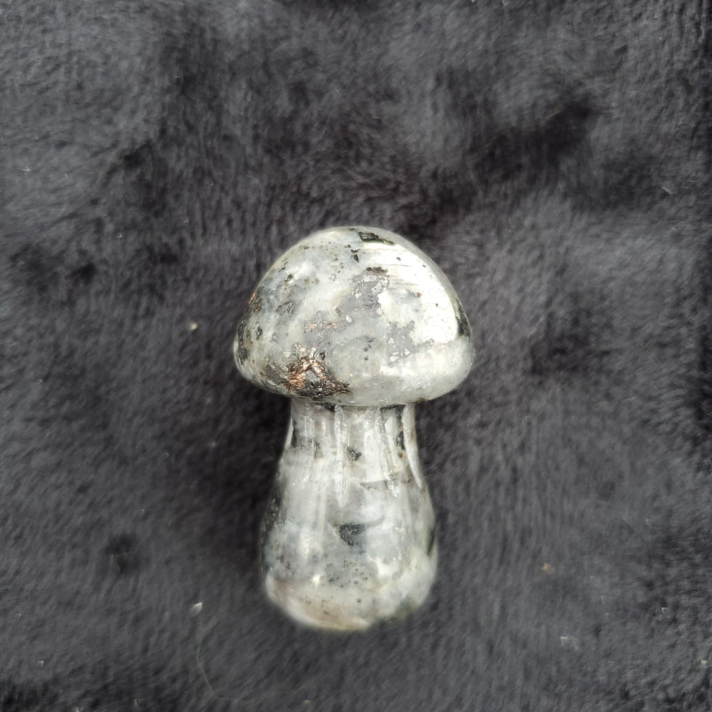 Medium Mushroom