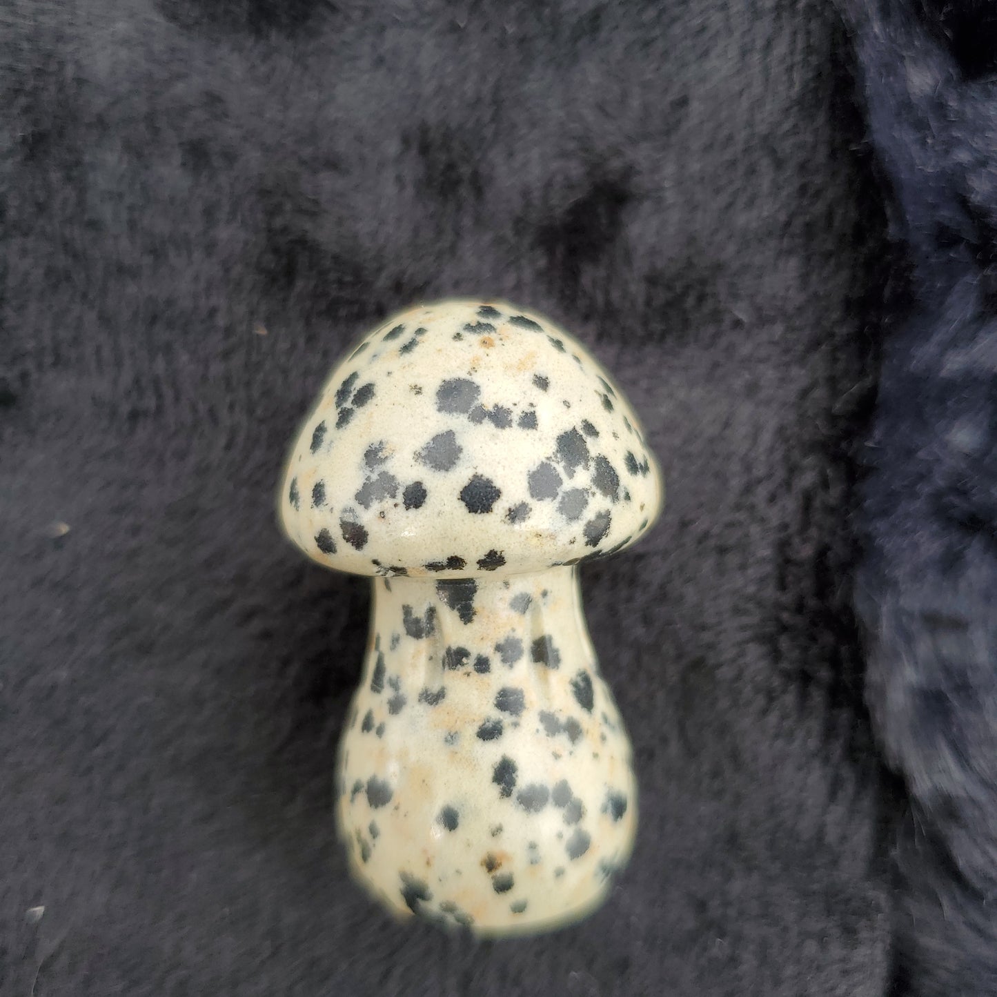 Medium Mushroom