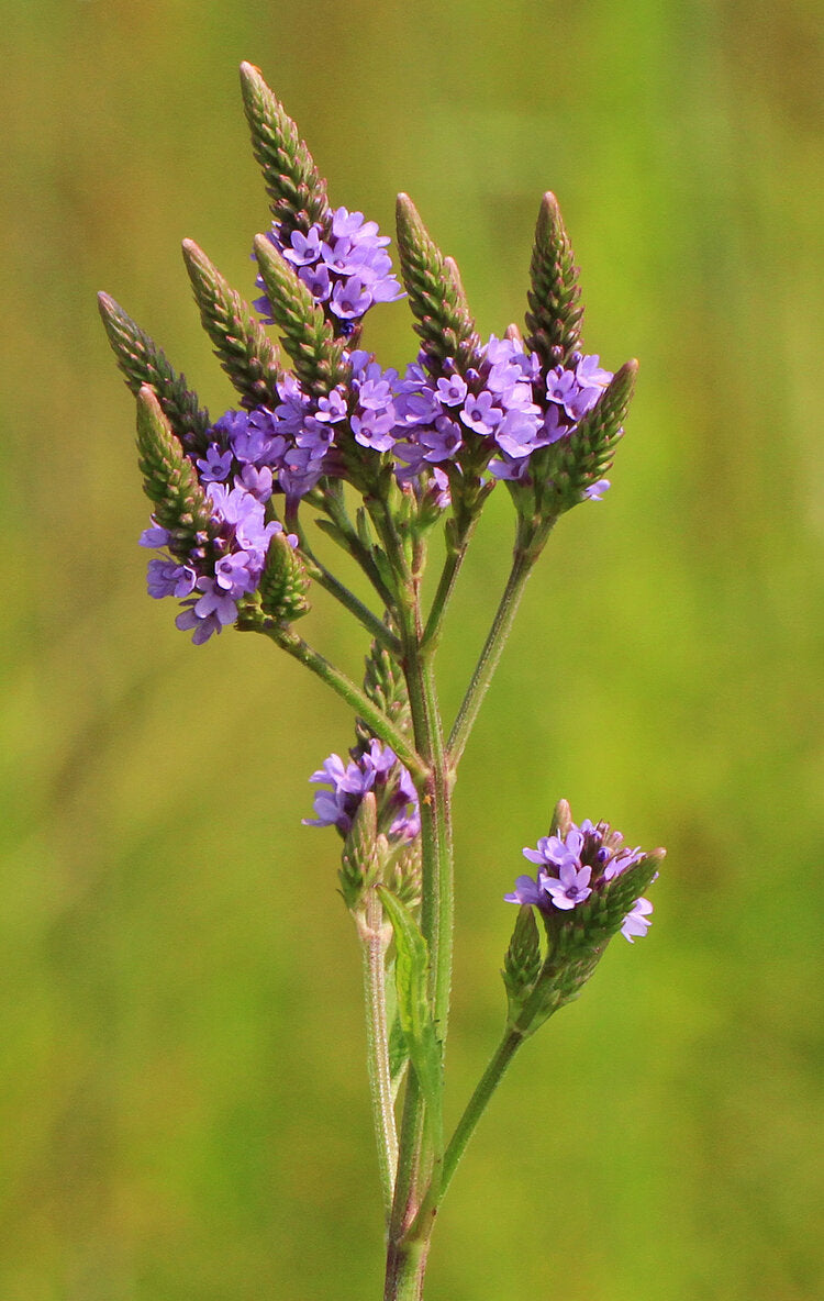 Vervain Tincture - 2oz Bottle