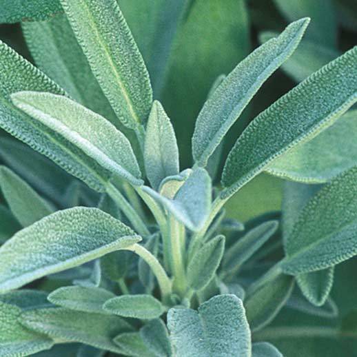 Sage Tincture - 2oz Bottle