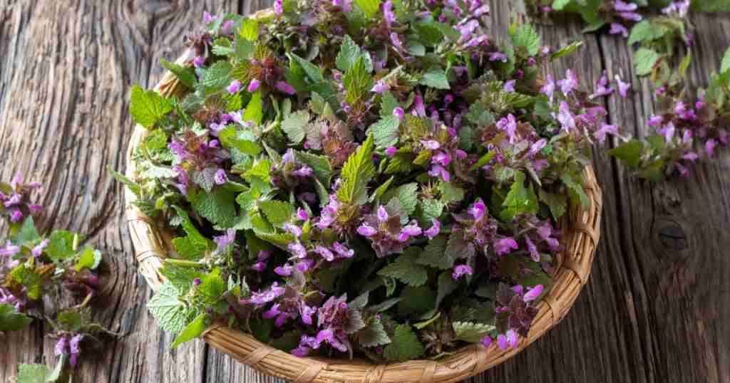 Herbs - Anti-oxidant