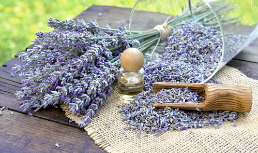 Herb - Lavender