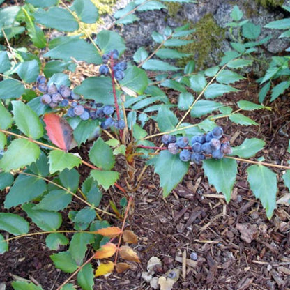 Herb - Oregon Grape (Mahonia)